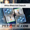 Africa Black Ant Capsule 037