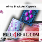 Africa Black Ant Capsule 042