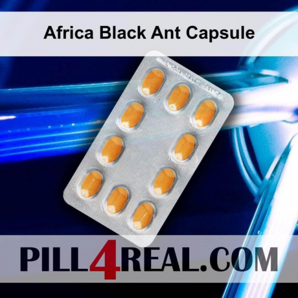 Africa Black Ant Capsule 085