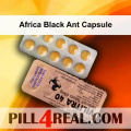 Africa Black Ant Capsule 089