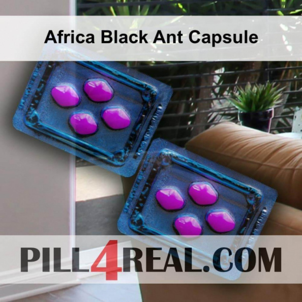 Africa Black Ant Capsule 098