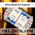 Africa Black Ant Capsule 107