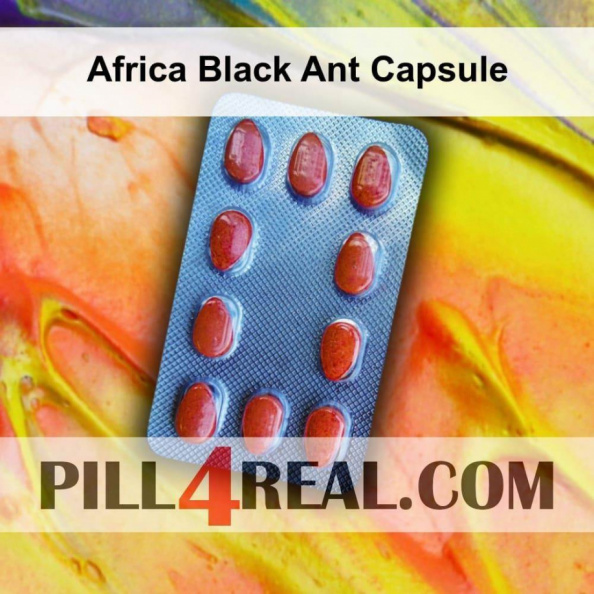 Africa Black Ant Capsule 127