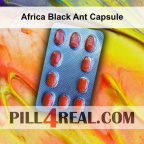 Africa Black Ant Capsule 127