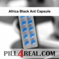 Africa Black Ant Capsule 177
