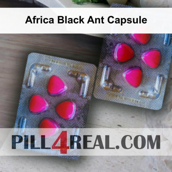 Africa Black Ant Capsule 240