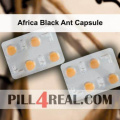 Africa Black Ant Capsule 251