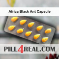 Africa Black Ant Capsule 286