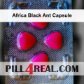 Africa Black Ant Capsule 300