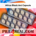 Africa Black Ant Capsule 329