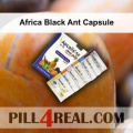 Africa Black Ant Capsule 417