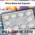 Africa Black Ant Capsule 421