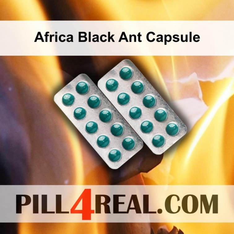 Africa Black Ant Capsule 478
