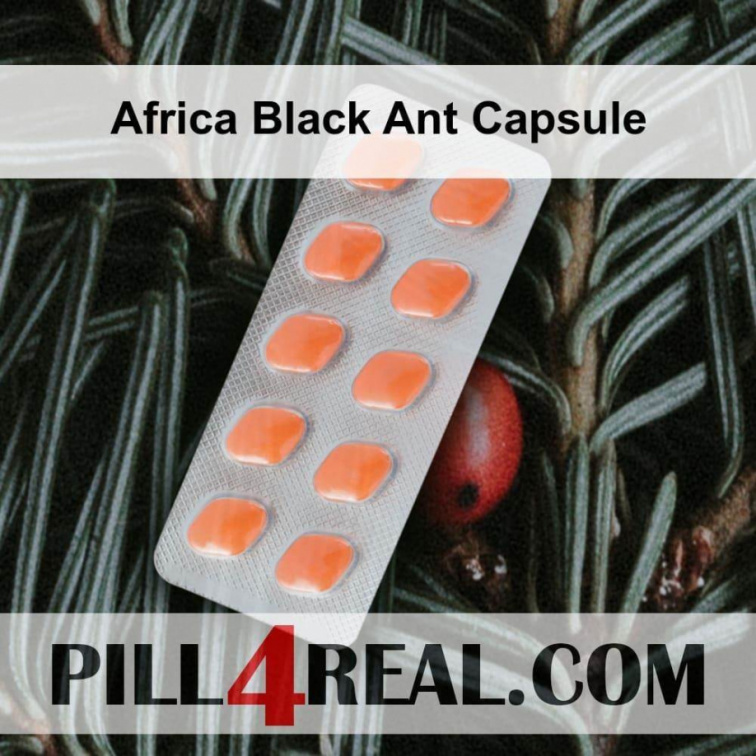 Africa Black Ant Capsule 484
