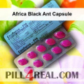 Africa Black Ant Capsule 504