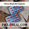 Africa Black Ant Capsule 627