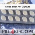 Africa Black Ant Capsule 653