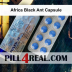 Africa Black Ant Capsule 683
