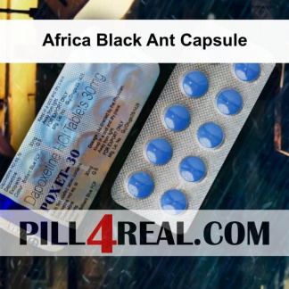 Africa Black Ant Capsule 683