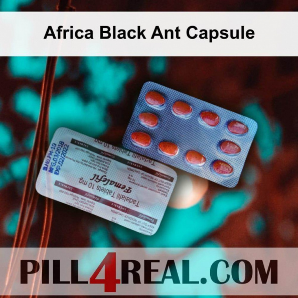 Africa Black Ant Capsule 715