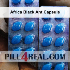 Africa Black Ant Capsule 717