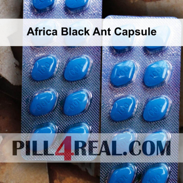 Africa Black Ant Capsule 717