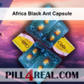 Africa Black Ant Capsule 748