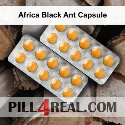 Africa Black Ant Capsule 804