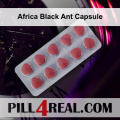 Africa Black Ant Capsule 815