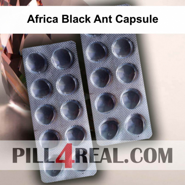 Africa Black Ant Capsule 817