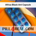 Africa Black Ant Capsule 837