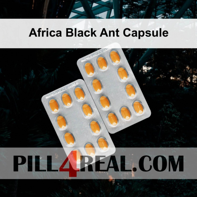 Africa Black Ant Capsule 872