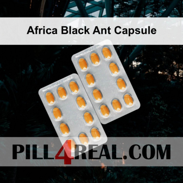 Africa Black Ant Capsule 872