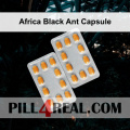 Africa Black Ant Capsule 872