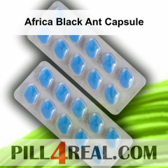 Africa Black Ant Capsule 876
