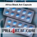 Africa Black Ant Capsule 934