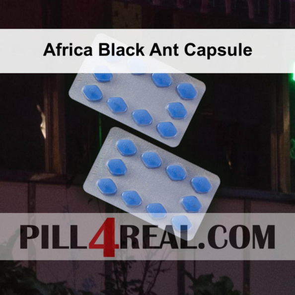 Africa Black Ant Capsule 936