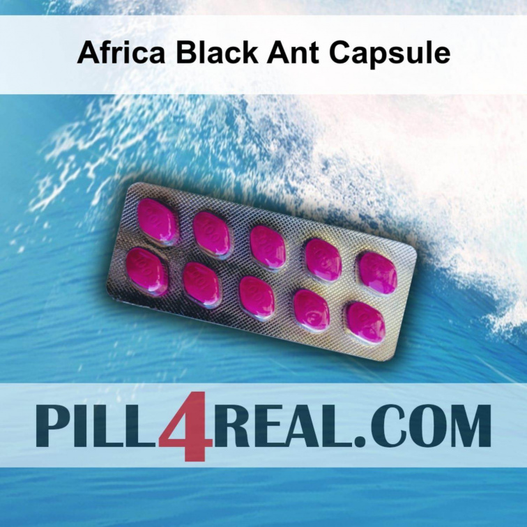 Africa Black Ant Capsule 944