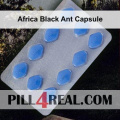 Africa Black Ant Capsule 968