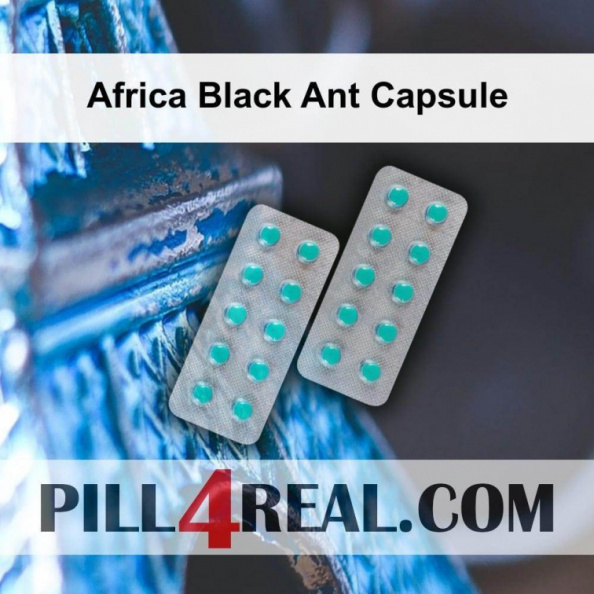 Africa Black Ant Capsule 971