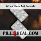 Africa Black Ant Capsule 988