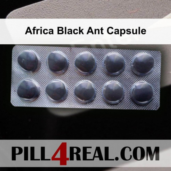 Africa Black Ant Capsule 993