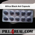 Africa Black Ant Capsule 993