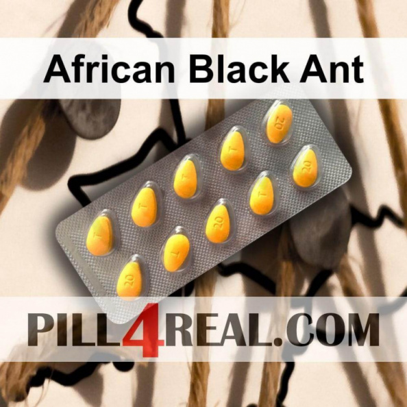 African Black Ant 031