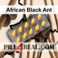 African Black Ant 031