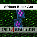 African Black Ant 067