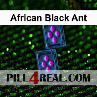 African Black Ant 067