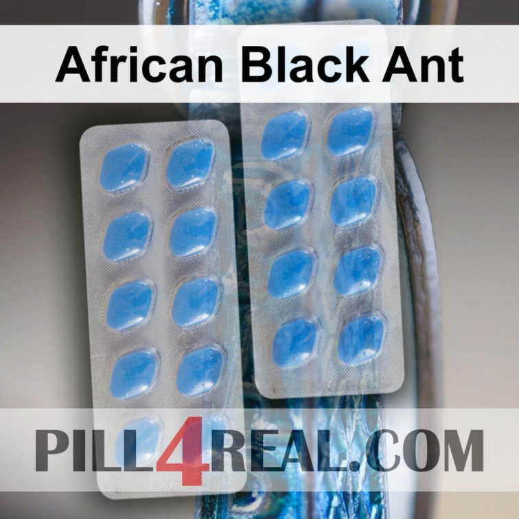 African Black Ant 105