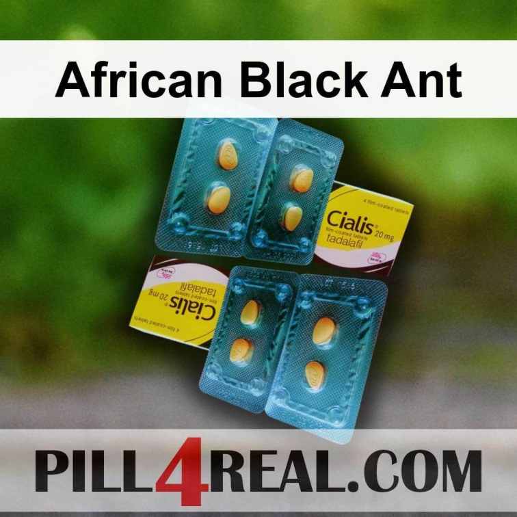 African Black Ant 137
