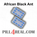 African Black Ant 143